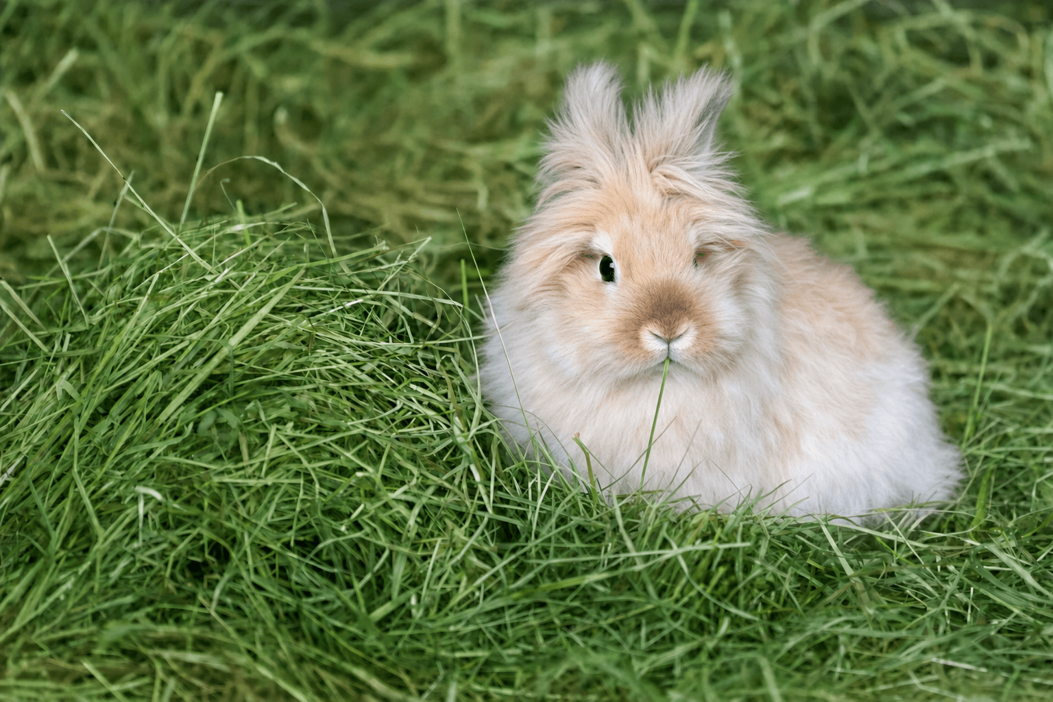 Fluffig kanin i färskt timotejhö